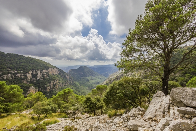 Nuevo tratamiento contra la oruga peluda en las encinas del Pla de Mallorca i la Serra de Tramuntana