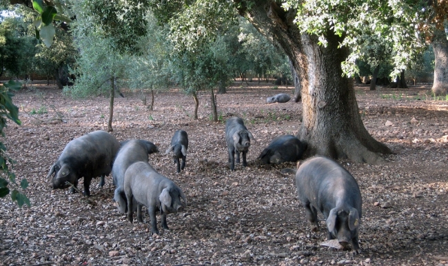 Aumenta la preocupación en el sector primario de PIMEM tras la subida de los precios del gasoil