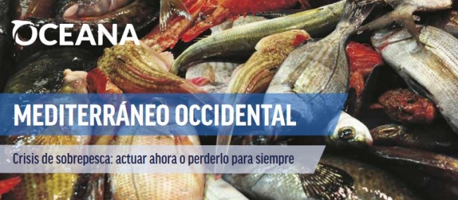 Oceana: la pesca italiana utiliza a un organismo de la Comisión Europea para influir en una decisión del Parlamento sobre el Mediterráneo