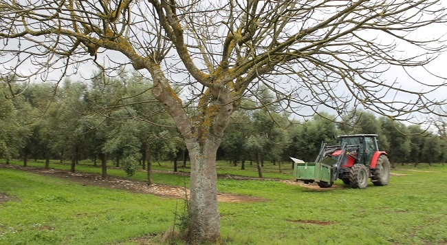 La Conselleria de Agricultura bonificará los costes eléctricos de las explotaciones agrarias y ganaderas de Baleares