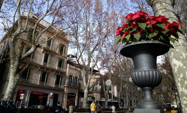 Les ponsetias engalanan el paseo del Born