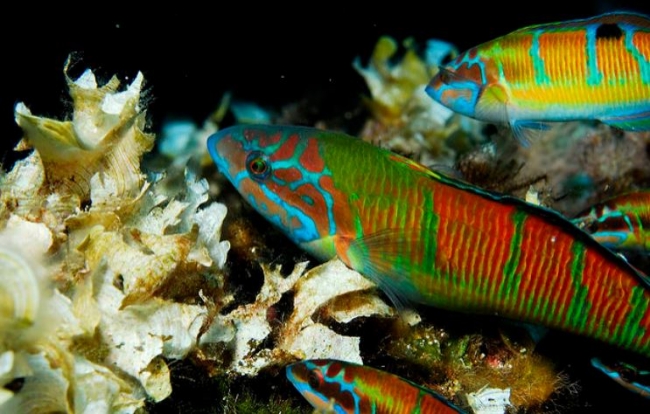 Los progresos en el Mediterráneo occidental no se corresponden con la urgencia por recuperar las poblaciones de peces, advierte Oceana