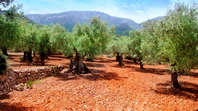 El IES Binissalem ofrecerá un Ciclo Formativo de Grado Medio de aceites de oliva y vinos