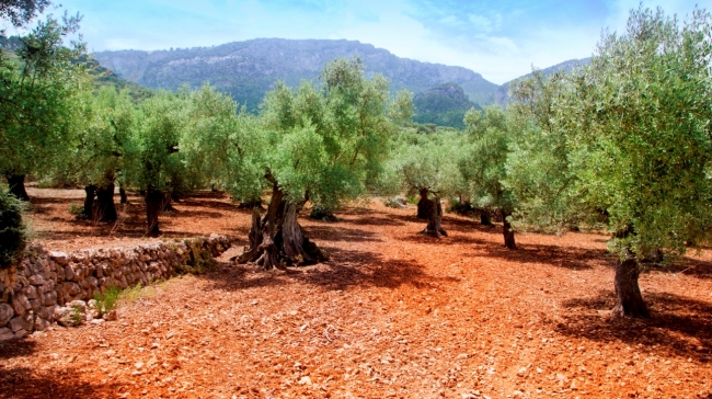 La Mesa del Olivar solicitará al Ministerio de Agricultura la excepcionalidad balear para la gestión del alperujo y la comercialización del aceite