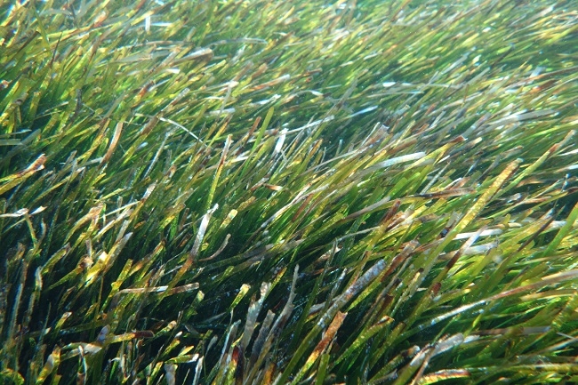 Medi Ambient habilita el Teléfono Posidonia y la app para consultar la cartografía completa