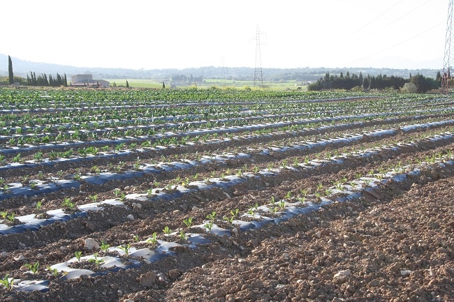 APAEMA y Mallorca Preservation Fund firman un acuerdo para sustituir el plástico convencional por biodegradable