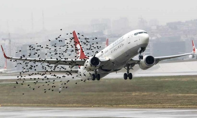 La importancia de los Servicios de Control de Fauna en aeropuertos 
