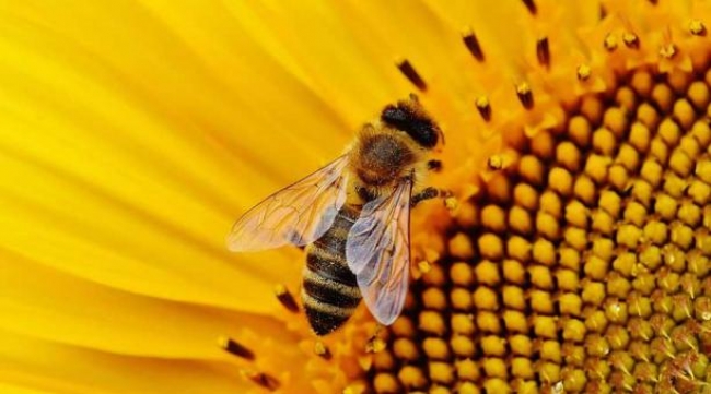 Agricultura impulsará un programa de recuperación de la abeja autóctona de las Illes Balears