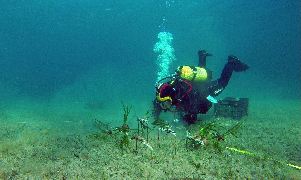 Red Eléctrica e IMEDEA plantan cerca de 8.000 fragmentos de posidonia como parte del proyecto El Bosque Marino 