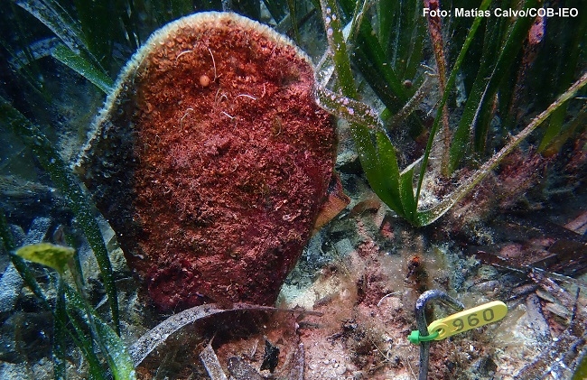 El hallazgo de dos ejemplares vivos de nácar a Cabrera hace aumentar la esperanza de salvar esta especie de la extinción