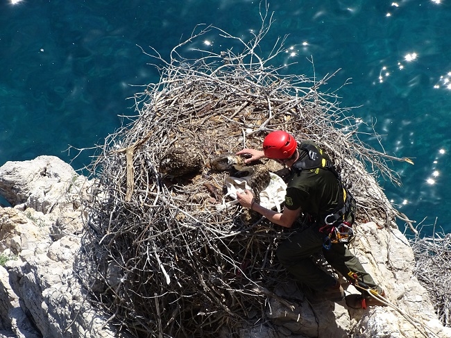 Las Islas Baleares participan activamente en la reintroducción del águila pescadora en la Comunidad Valenciana