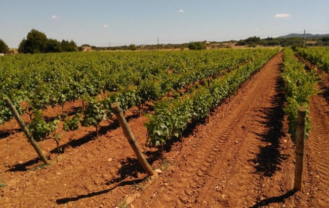 https://www.noticiasmallorca.es/imatges/fotosweb/2019/05/21/1561vina-vino.JPG
