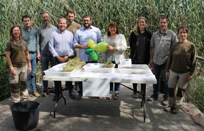 Medi ambient quiere erradicar las especies invasoras en s’Albufera