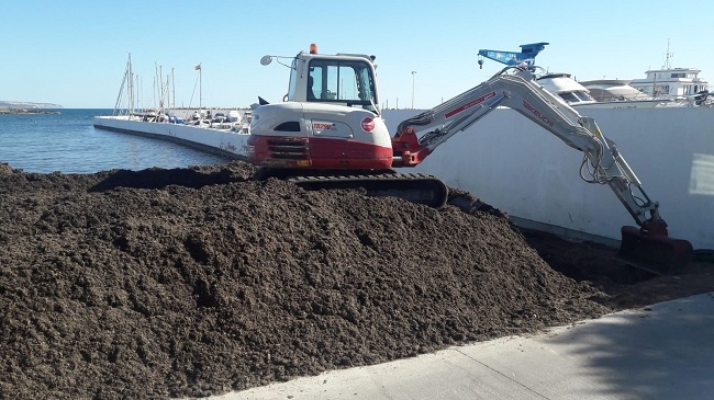 EMAYA retira 535 toneladas de posidonia acumulada en Cala Gamba