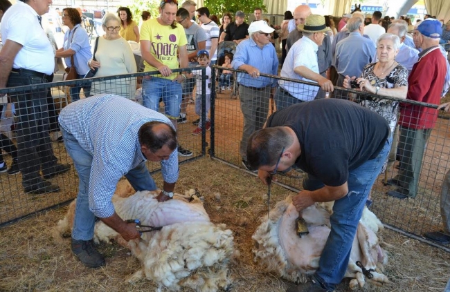 El deporte, la agricultura, la industria, el comercio, la artesanía y la gastronomía llenan la XXVIII Feria de Manacor