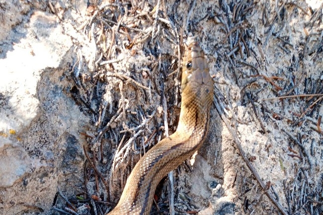 Capturados más de 700 ejemplares de serpientes en las Pitiusas en cuatro meses