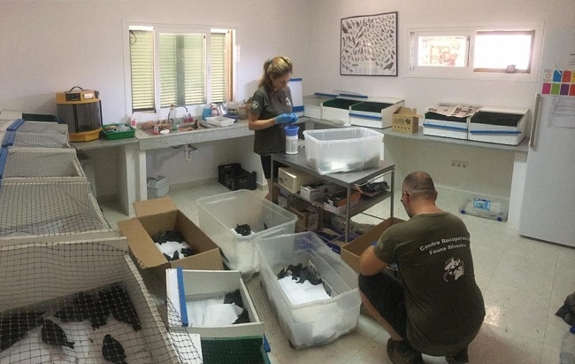 La oleada de calor colapsa el Centro de Recuperación de Fauna con centenares de vencejos