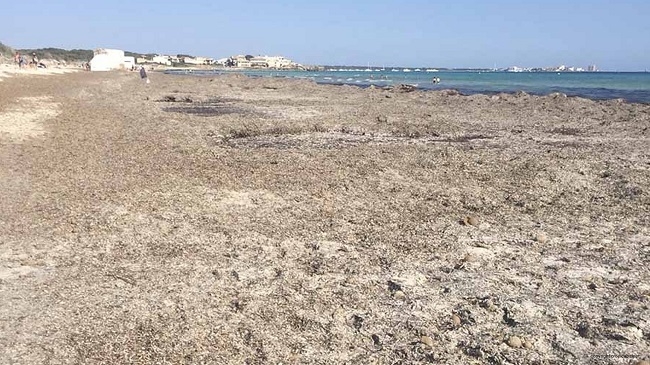 VOX denuncia que la inacción del Gobierno balear ha convertido la playa de Sa Ràpita en un lodazal