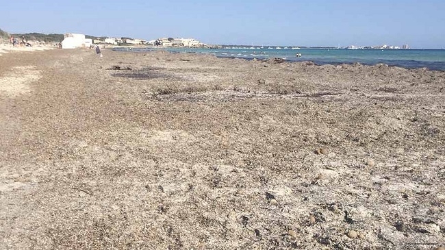 VOX denuncia que la inacción del Gobierno balear ha convertido la playa de Sa Ràpita en un lodazal