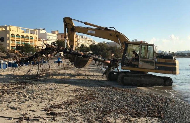 El ayuntamiento de Manacor retira dos árboles sumergidos en la playa de S'Illot