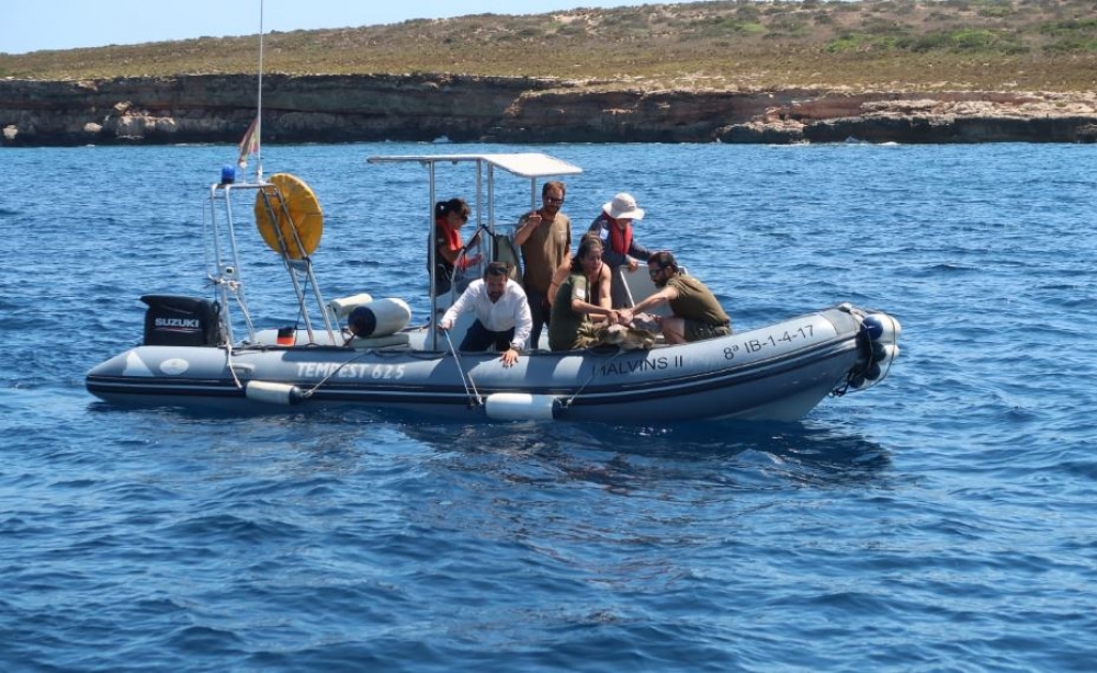 Tres tortugas marinas son liberadas en el Parque Natural de Ses Salines 