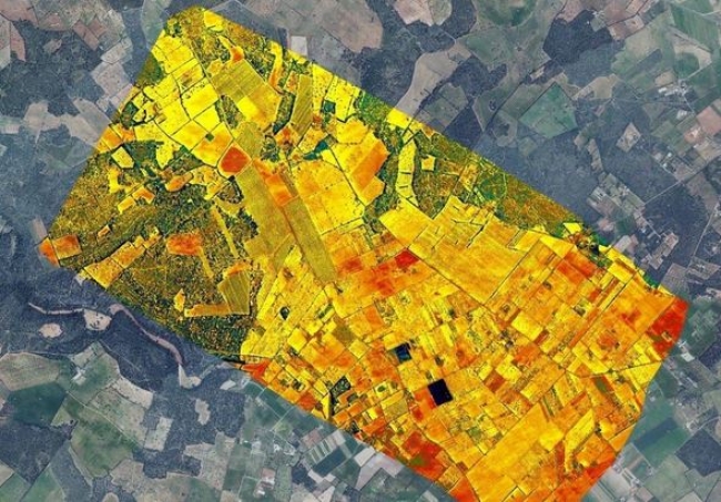 La Dirección General de Agricultura y el IAS-CSIC investigan la incidencia de la Xylella fastidiosa mediante imágenes aéreas