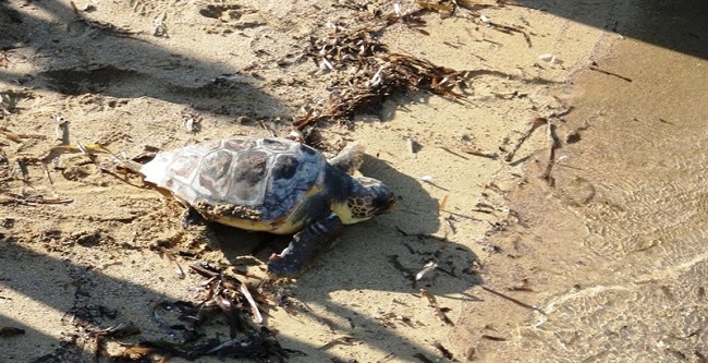 Una tortuga marina desova por primera vez en una playa de las Illes Balears