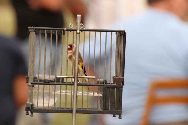 La Comisión Europea suspende el procedimiento de infracción contra España por la captura de aves fringílidas