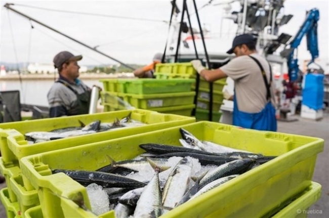 Reducción en un 40% de las tasas de almacenamiento al sector pesquero de las Islas