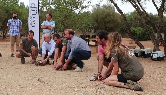 La Conselleria de Medi Ambient i Territori, ENDESA y el GOB liberan tres ejemplares de milano (Milvus milvus)