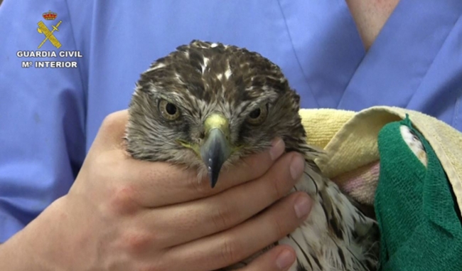 La Guardia Civil encuentra más de un centenar de aves electrocutadas