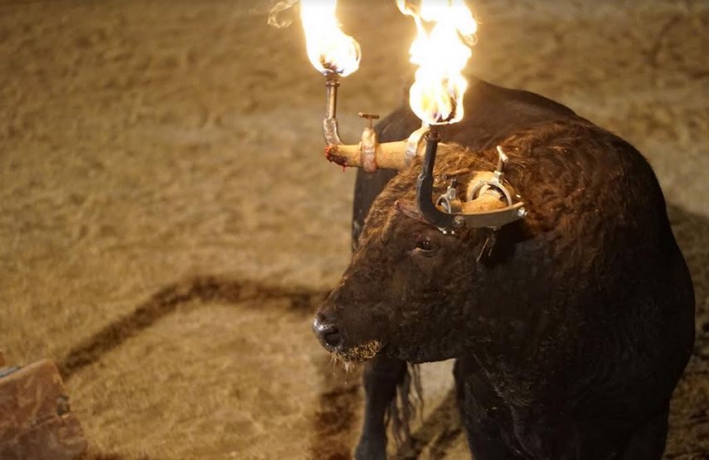 AnimaNaturalis lanza nueva campaña para denunciar las fiestas crueles con animales en España