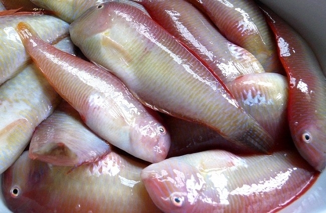 Este domingo 1 de septiembre se abre la veda de la pesca del 'raor' 