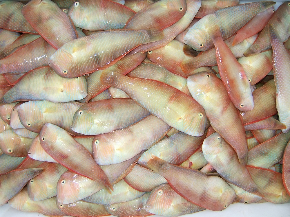 La veda para pescar ‘raors’ se alargará hasta el 31 de marzo