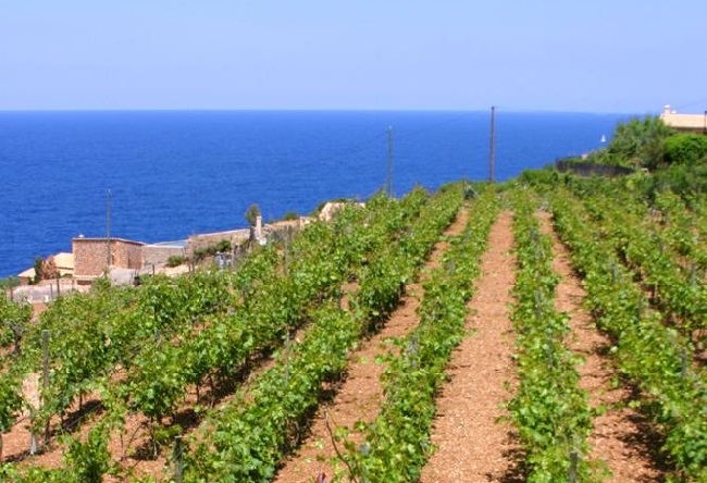 https://www.noticiasmallorca.es/imatges/fotosweb/2019/09/07/1391campo-vino.jpg