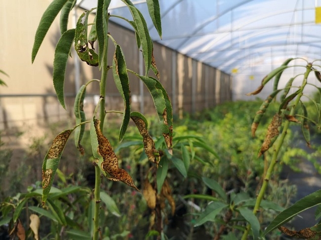 La investigación sobre Xylella fastidiosa destaca la importante resistencia de algunas variedades de almendro