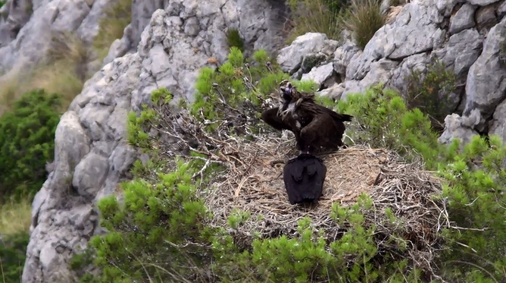 Aumentan las poblaciones de grandes rapaces en las Illes Balears