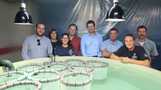 Las tortugas marinas nacidas en Eivissa se desarrollan con normalidad