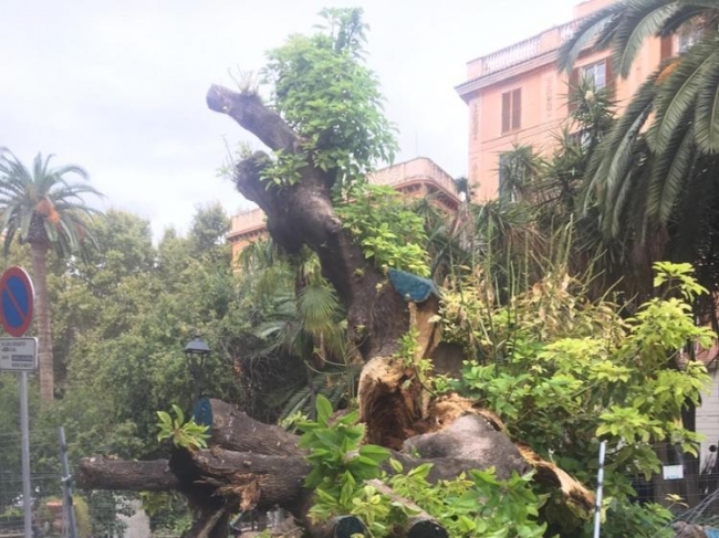 El proceso infeccioso del bellasombra de la plaza de la Reina de Palma se encuentra en estado muy avanzado