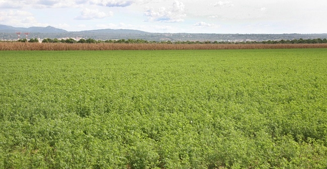 Cs Baleares lamenta que el Govern no incluya a los autónomos agrarios en su plan de choque para el sector primario