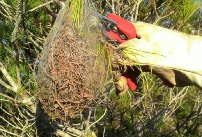 El Servicio de Sanidad Forestal inicia la eliminación de bolsas de procesionaria del pino en Eivissa y Formentera