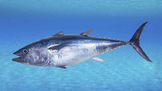 Recomendaciones de consumo en pescado por presencia de mercurio