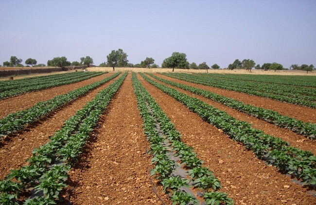 El Consell de Mallorca presenta el sector agrícola un proyecto para hacerlo más competitivo