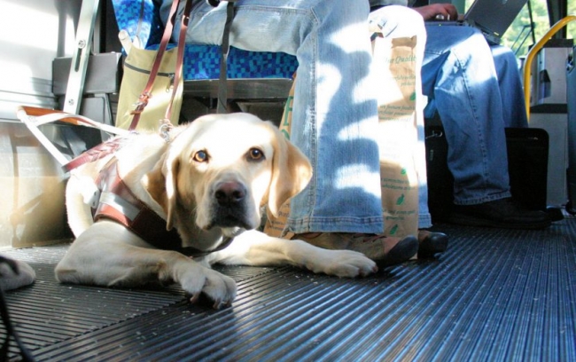 SFM tramita la nueva regulación que permitirá viajar en tren y metro con perros y otros animales de compañía 