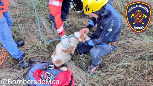 Bomberos de Mallorca rescatan a un perro del interior de un coche precipitado a un torrente
