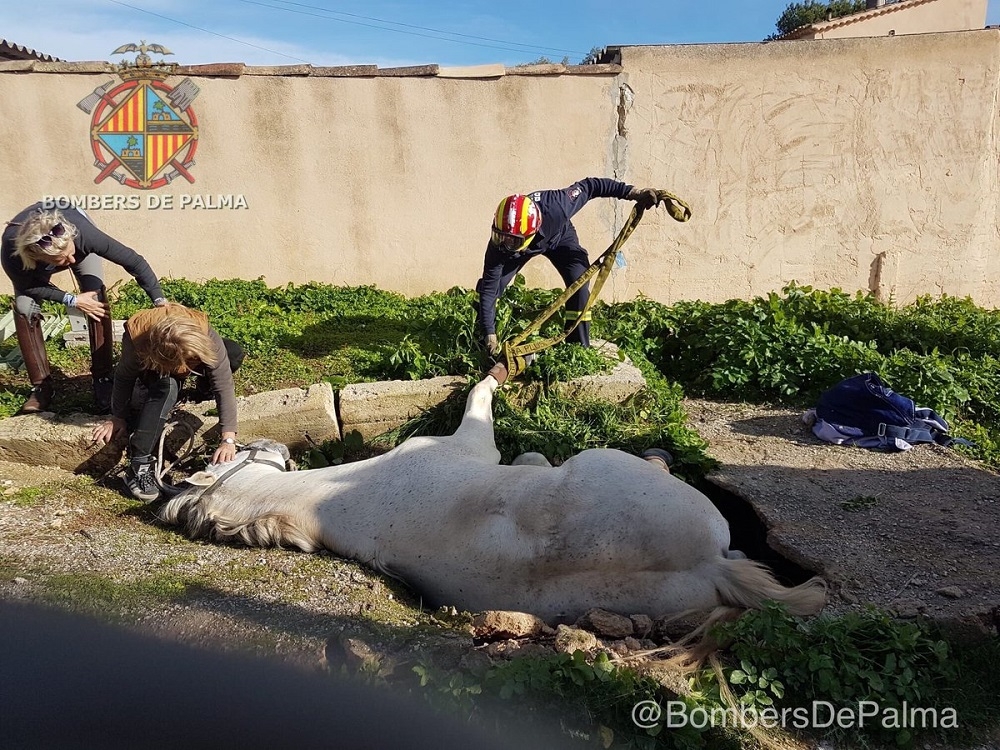 Rescate de un caballo atrapado en un foso