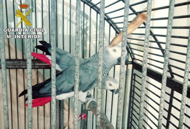 La Guardia Civil incauta tres loros catalogados como protegidos sin documentación en la localidad de Campos 