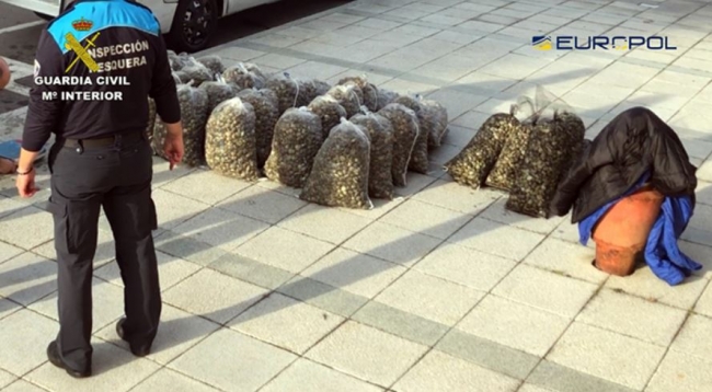 La Guardia Civil desmantela una red internacional que introducía almeja japónica contaminada en España