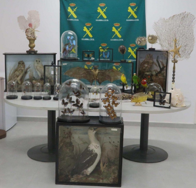 Operación de la Guardia Civil contra el tráfico ilegal de especies en Menorca