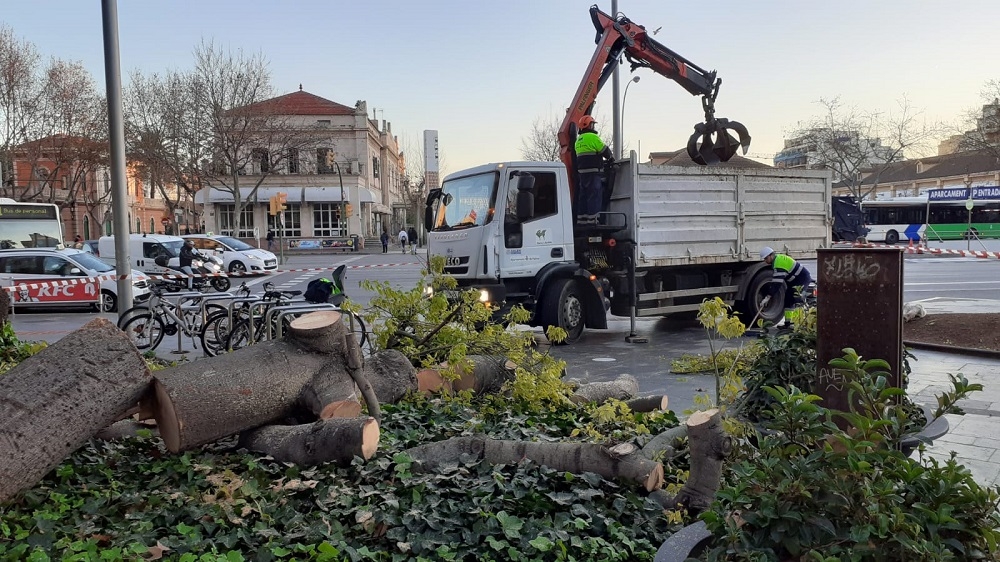 El área de Parques y Jardines ha retirado un Brachichito en la plaza de España con las raíces dañadas